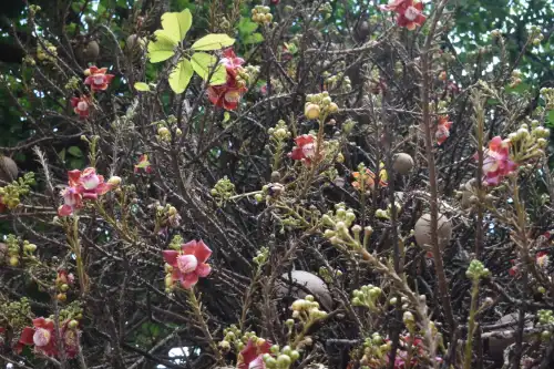 Cannonball Tree
